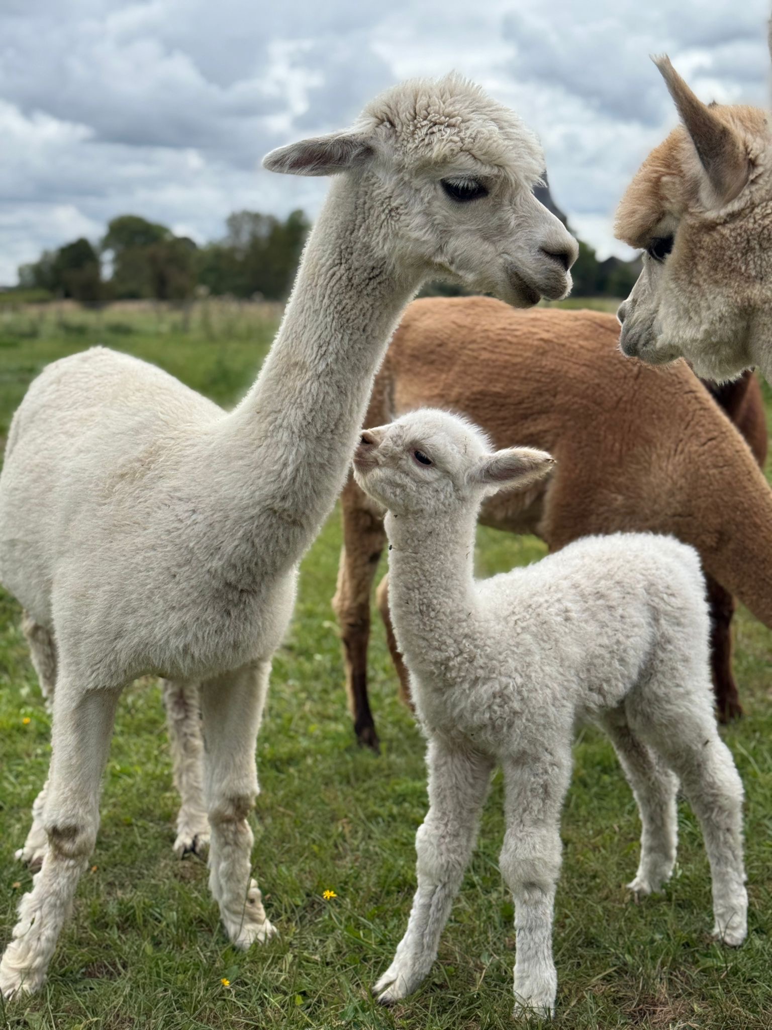 [Bild von einem Alpaka Portrait]