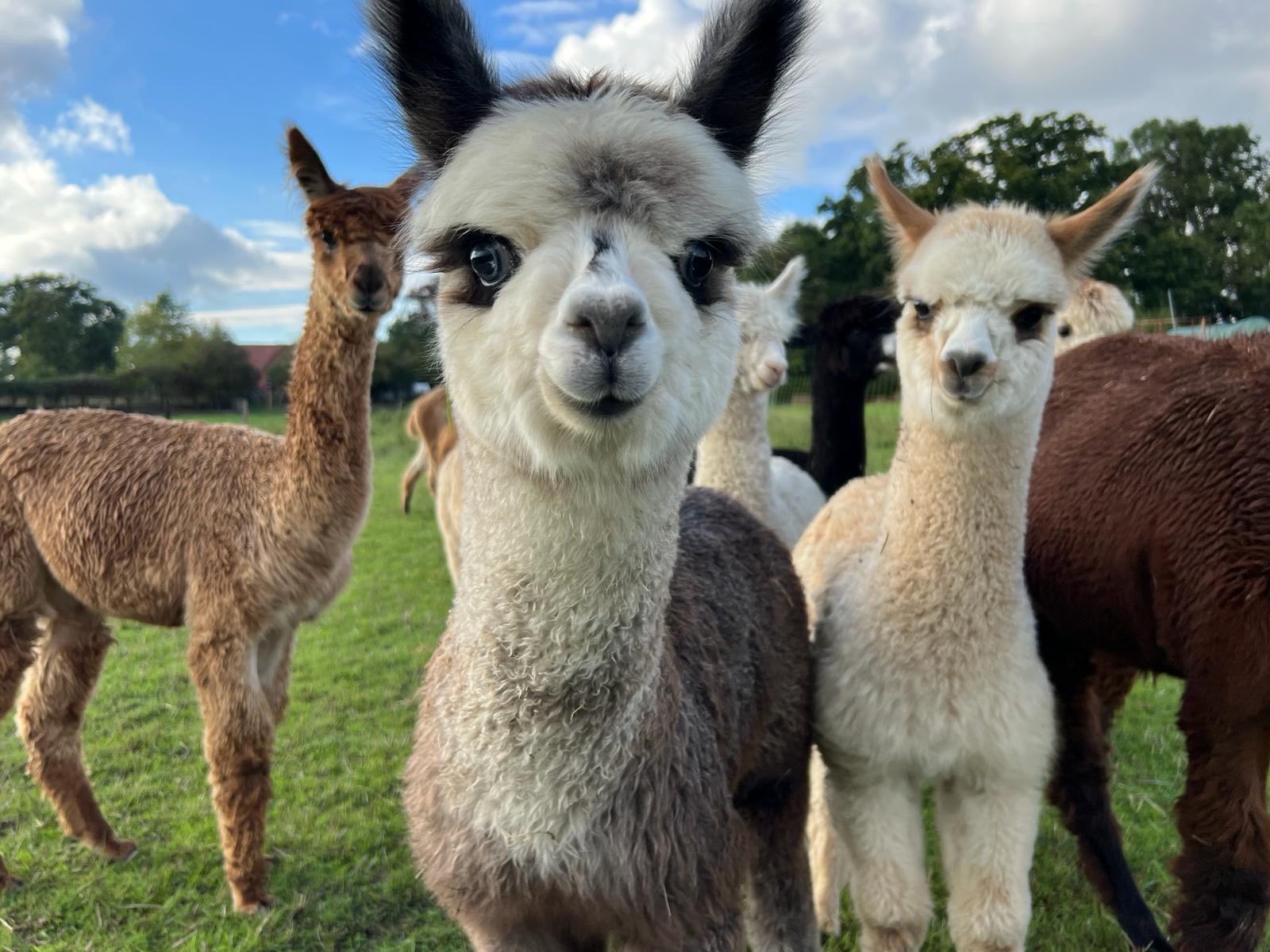 [Bild von Alpakas auf der Weide]