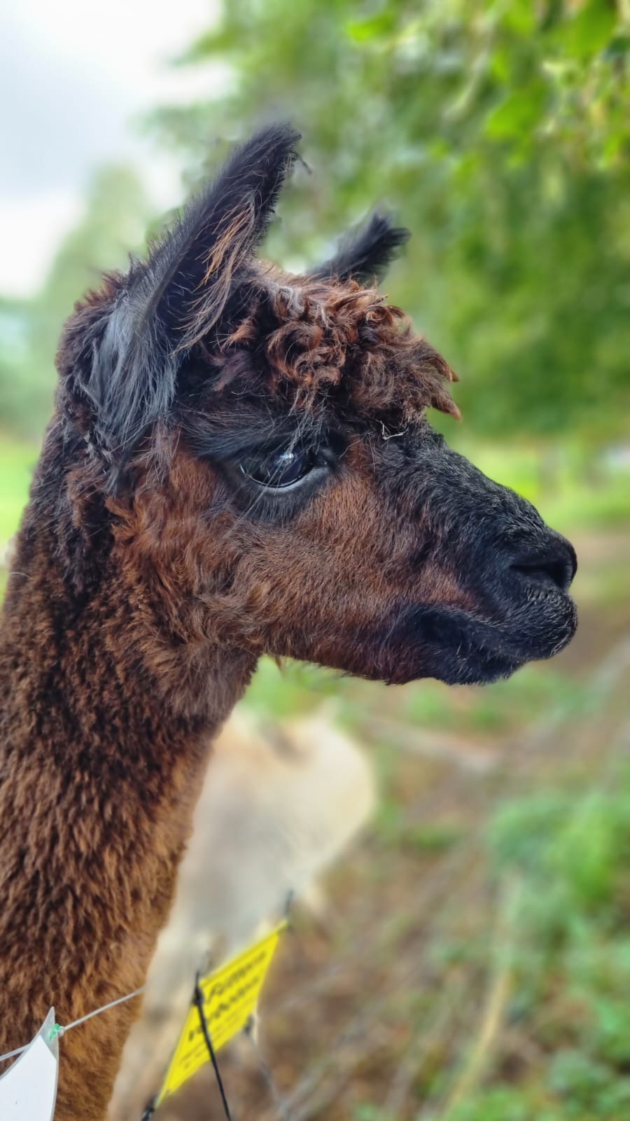 [Bild von einem Alpaka Fohlen]