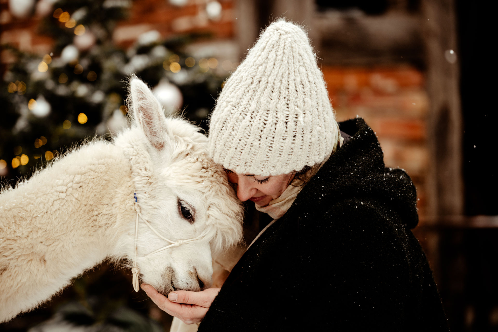 [Bild von einem neugierigen Alpaka]