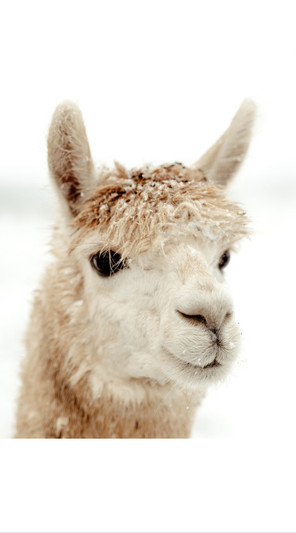 [Bild von einem flauschigen Alpaka]