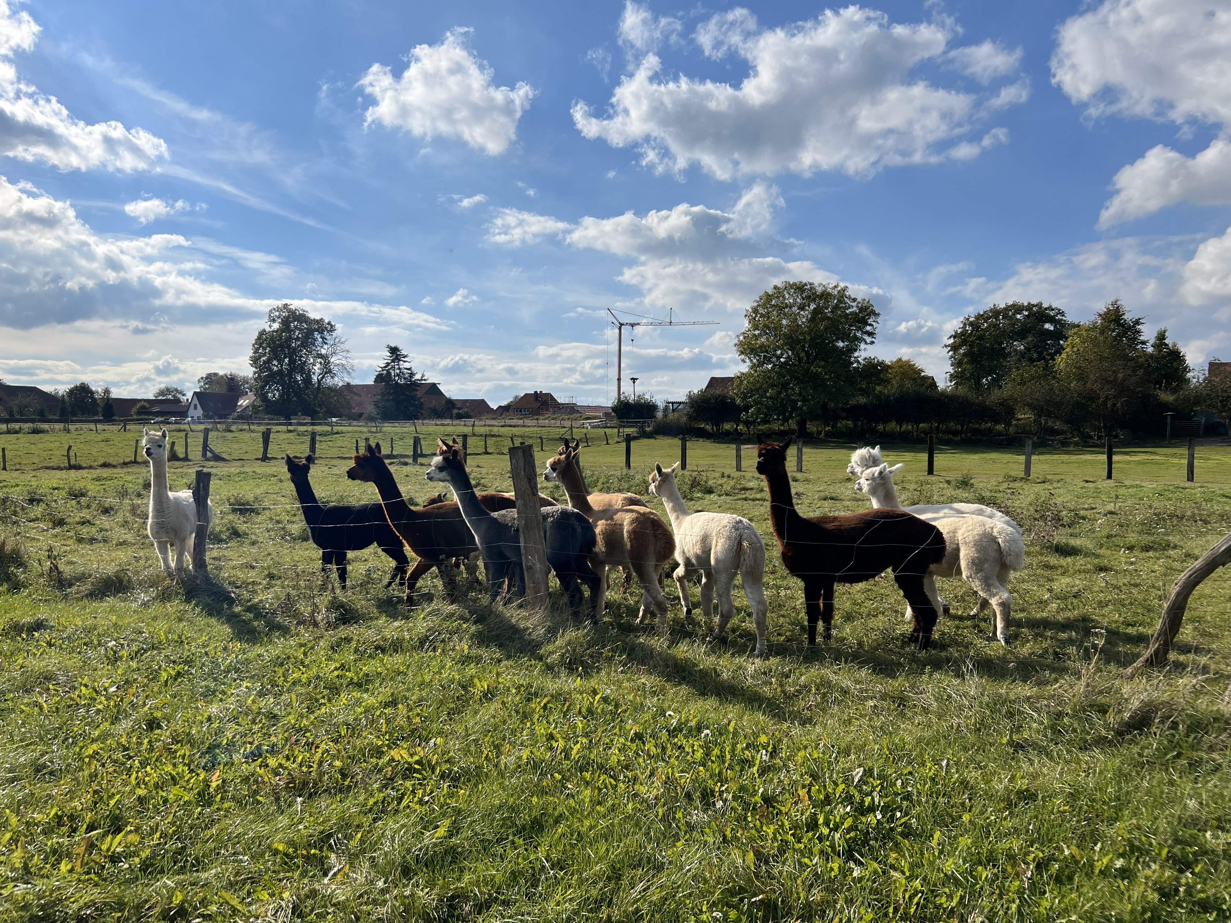 [Bild von einer Alpaka Gruppe]