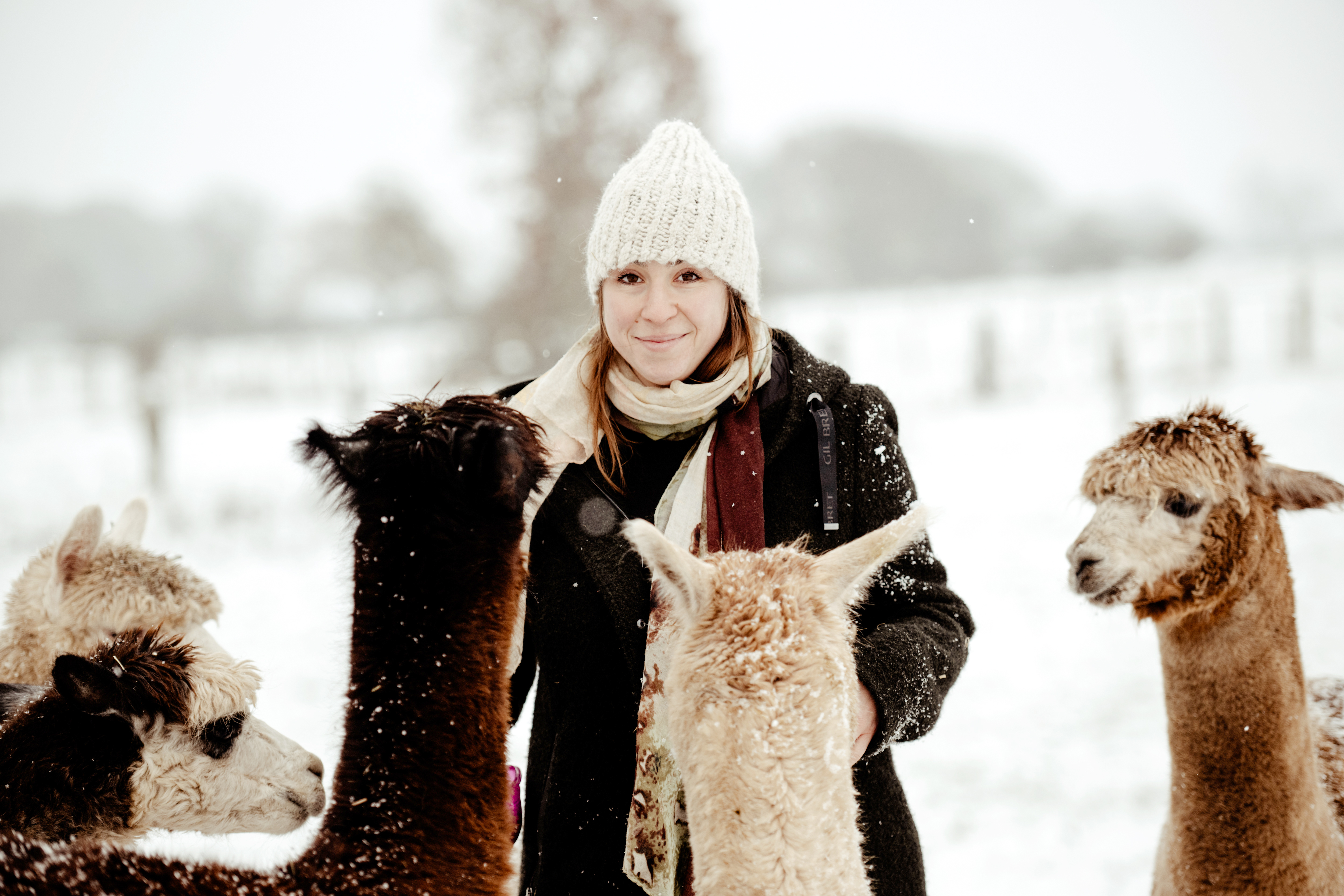 [Bild von Alpaka Zucht]