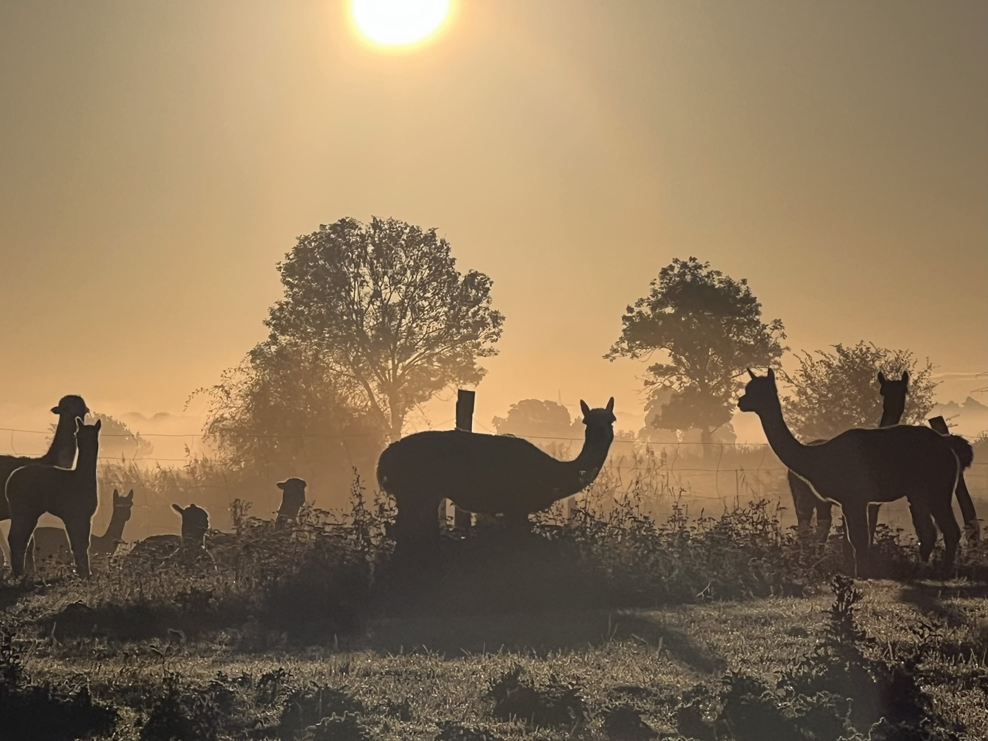 [Bild von Alpakas auf der Weide]