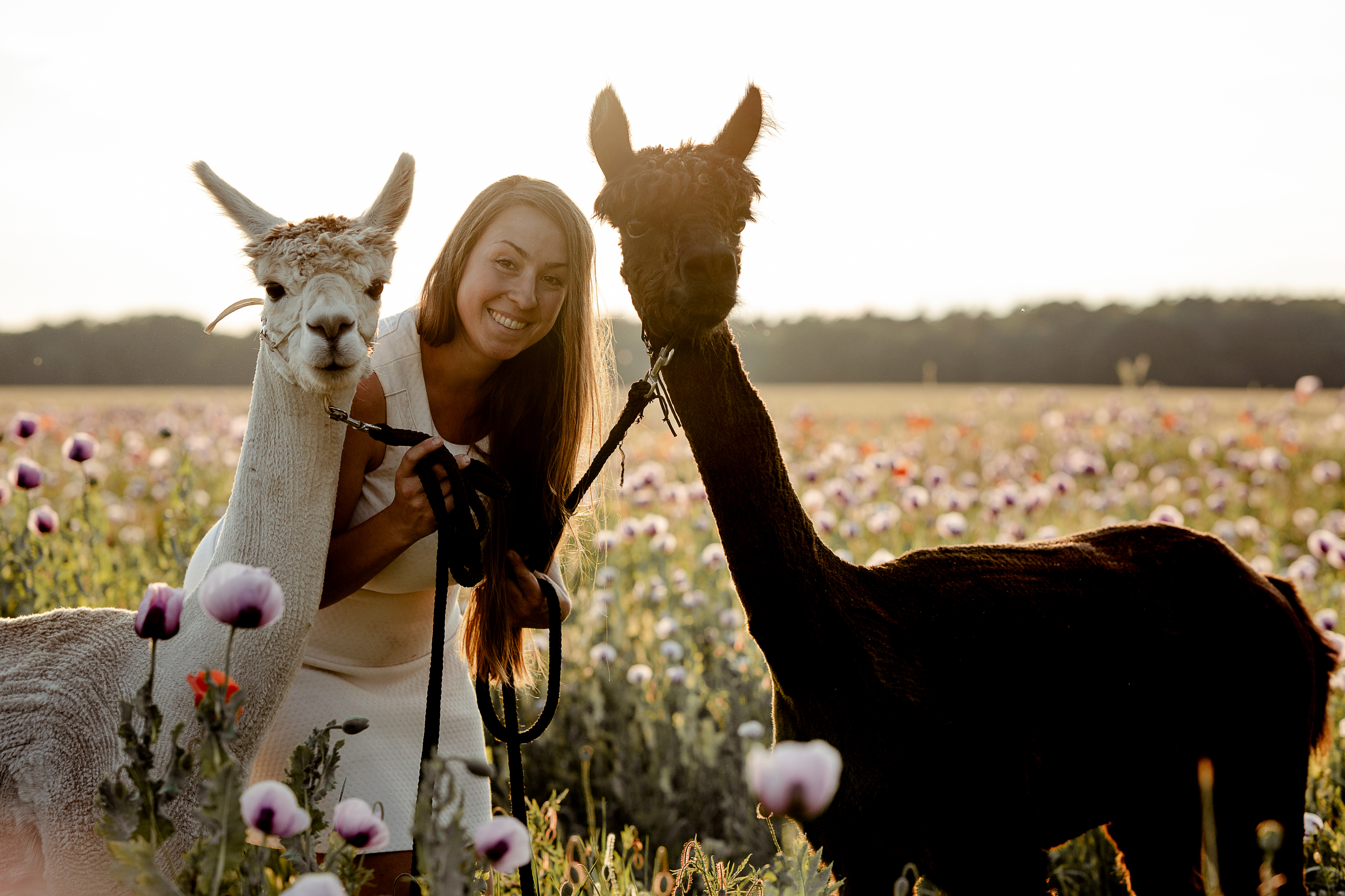 [Bild von Alpakas im Kontaktbereich]